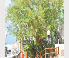 The Traditional Homes of Crete - The Apartments