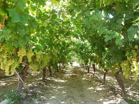 Cretan Vineyard Hill Villa