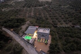 Olive Tree