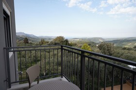 Olive Tree