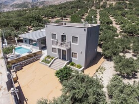 Olive Tree
