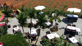 Mila Malia Studios Hotel