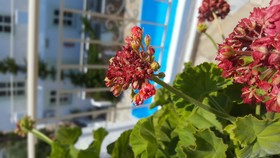 Hesperia Apartments