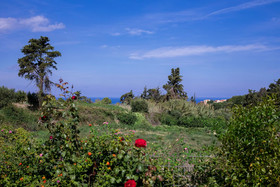 The Olive House