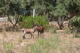 Olive Tree Farm
