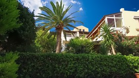 Creta Palm