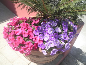 Haridimos Apartments