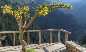 Apirathes