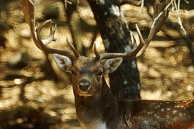 Bourazani Wildlife Resort