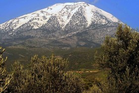 Estate Olive Grove