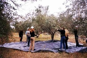 Estate Olive Grove