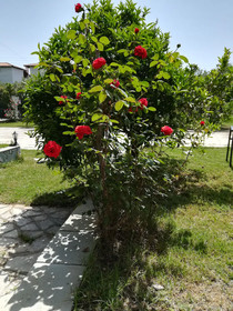 George's House