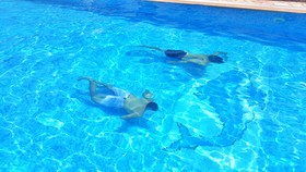 Bungalow White Apartments And Suites