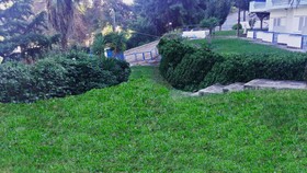 Roditsa Patritsia