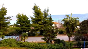 Roditsa Patritsia