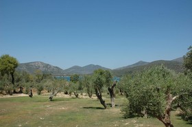 Gera's Olive Grove