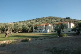 Gera's Olive Grove