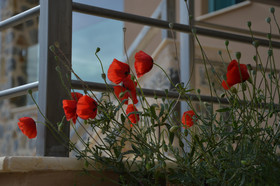 Ouzo Villas