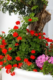 Flaskos Suites
