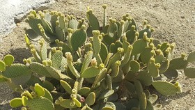Croco Mykonos