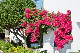 Hotel Dilino & Studios