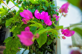 Naxos Golden Sun