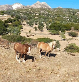 Ktima Drilli Naxos