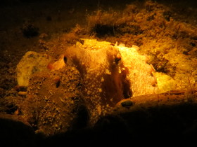 Kerveli Luxury Villa