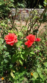 Alekos Rooms and Apartments