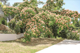 Zorbas Family House