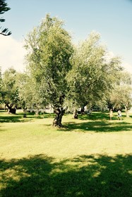 Anastasios Olive Garden Apartments