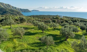 The Olive Grove