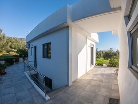 The Olive Grove