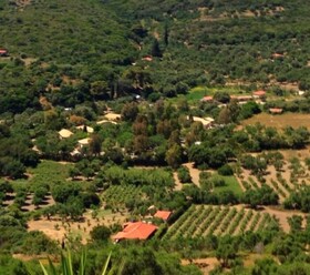 The Olive Grove