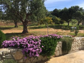The Olive Grove