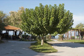 Anetis Beach Hotel