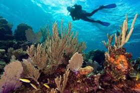 Barefoot Cay Boutique Resort & Marina