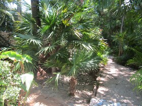 Coconut Tree Cabins West End