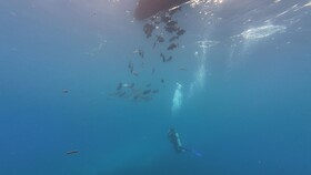 Hotel Roatan Dive and Yacht Club