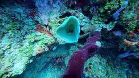 Hotel Roatan Dive and Yacht Club