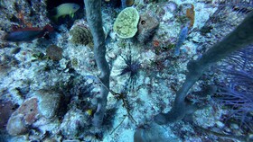 Hotel Roatan Dive and Yacht Club