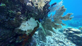 Hotel Roatan Dive and Yacht Club
