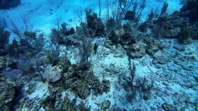 Hotel Roatan Dive and Yacht Club
