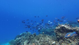 Hotel Roatan Dive and Yacht Club