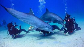 Hotel Roatan Dive and Yacht Club