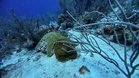 Hotel Roatan Dive and Yacht Club