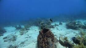 Hotel Roatan Dive and Yacht Club