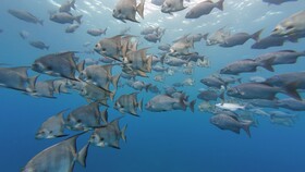 Hotel Roatan Dive and Yacht Club