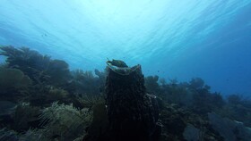 Hotel Roatan Dive and Yacht Club