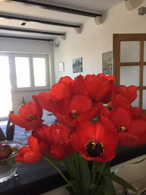 Apartment Perina